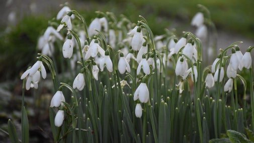 Snowdrops in the flower borders at Godolphin,